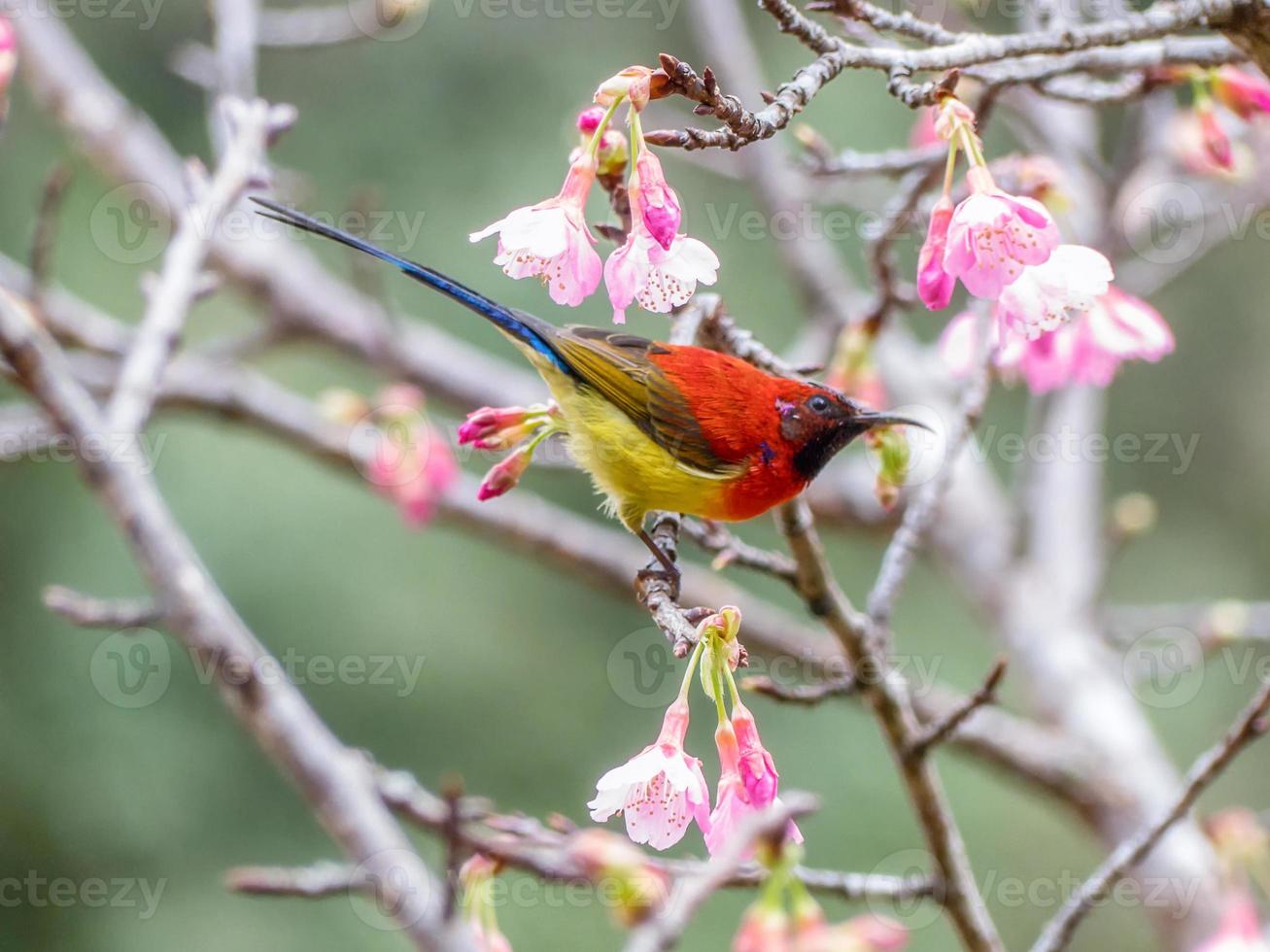 Fru golds sunbird eller aethopyga gouldiae foto