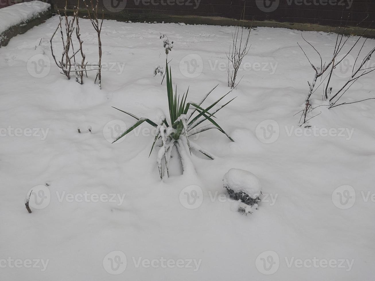 buske i de form av en handflatan träd i de snö foto