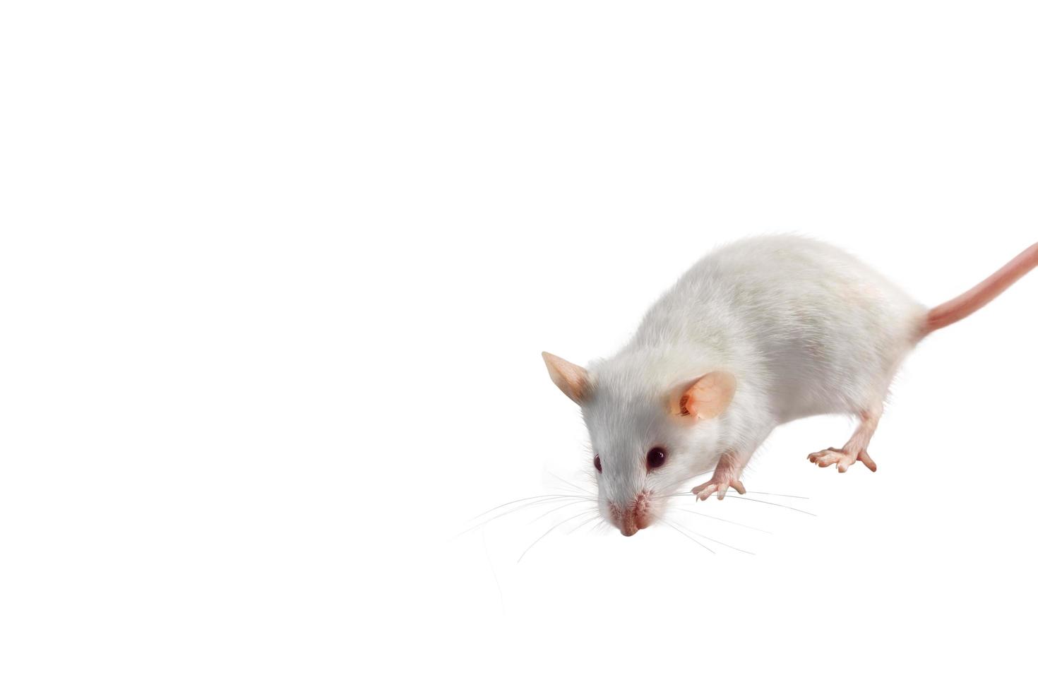 en vit mus i främre av vit bakgrund foto