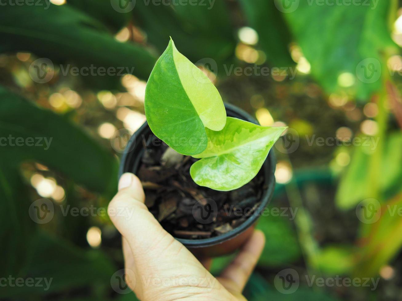 brokig växter och leafe glad av växter foto