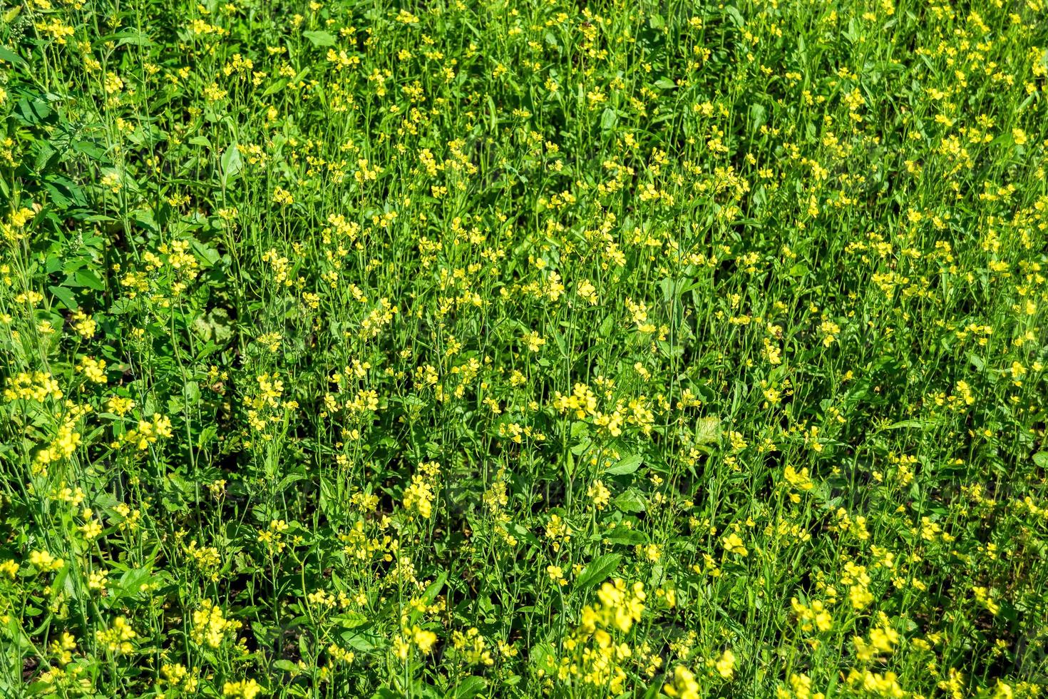 fotografi på tema bra vild växande blomma senap på bakgrund äng foto