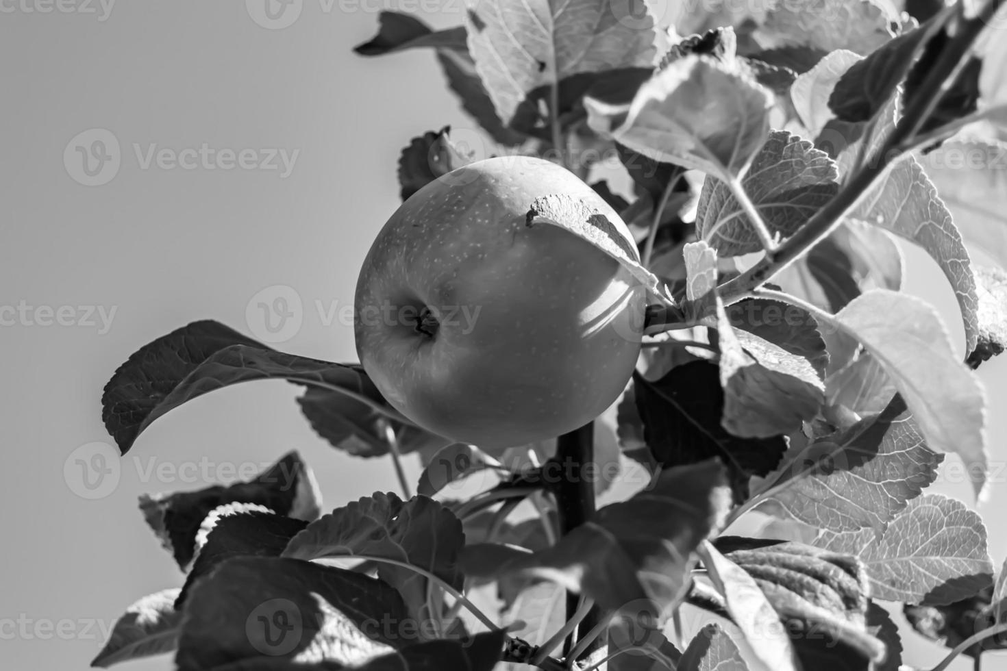 fotografi på tema vacker frukt gren äppelträd foto