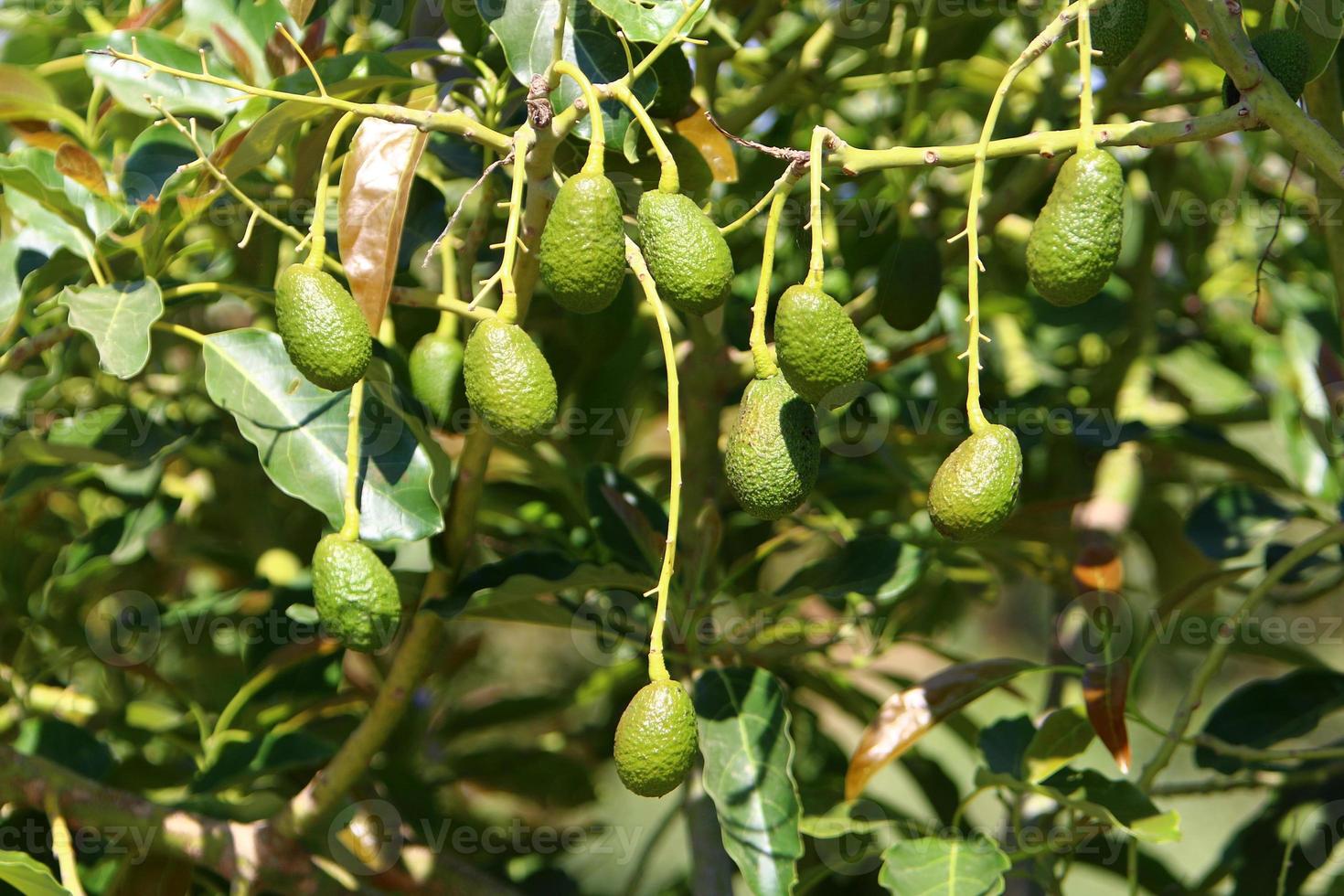 stor avokado frukt i en stad parkera i Israel foto