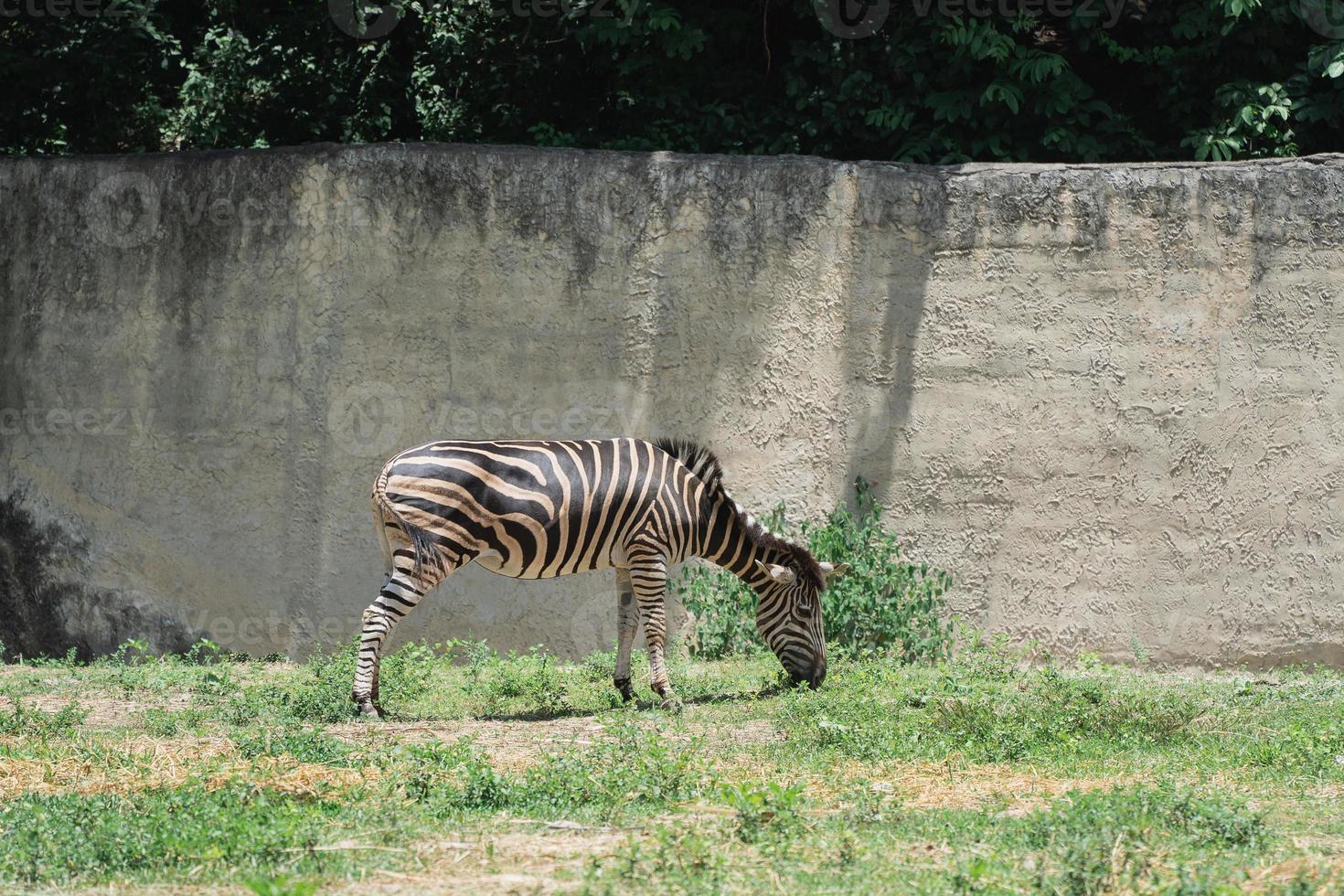 afrika zebra svart och vit i de bur på de Zoo. stänga upp huvud zebra i Zoo. djur natur vilda djur och växter begrepp. foto