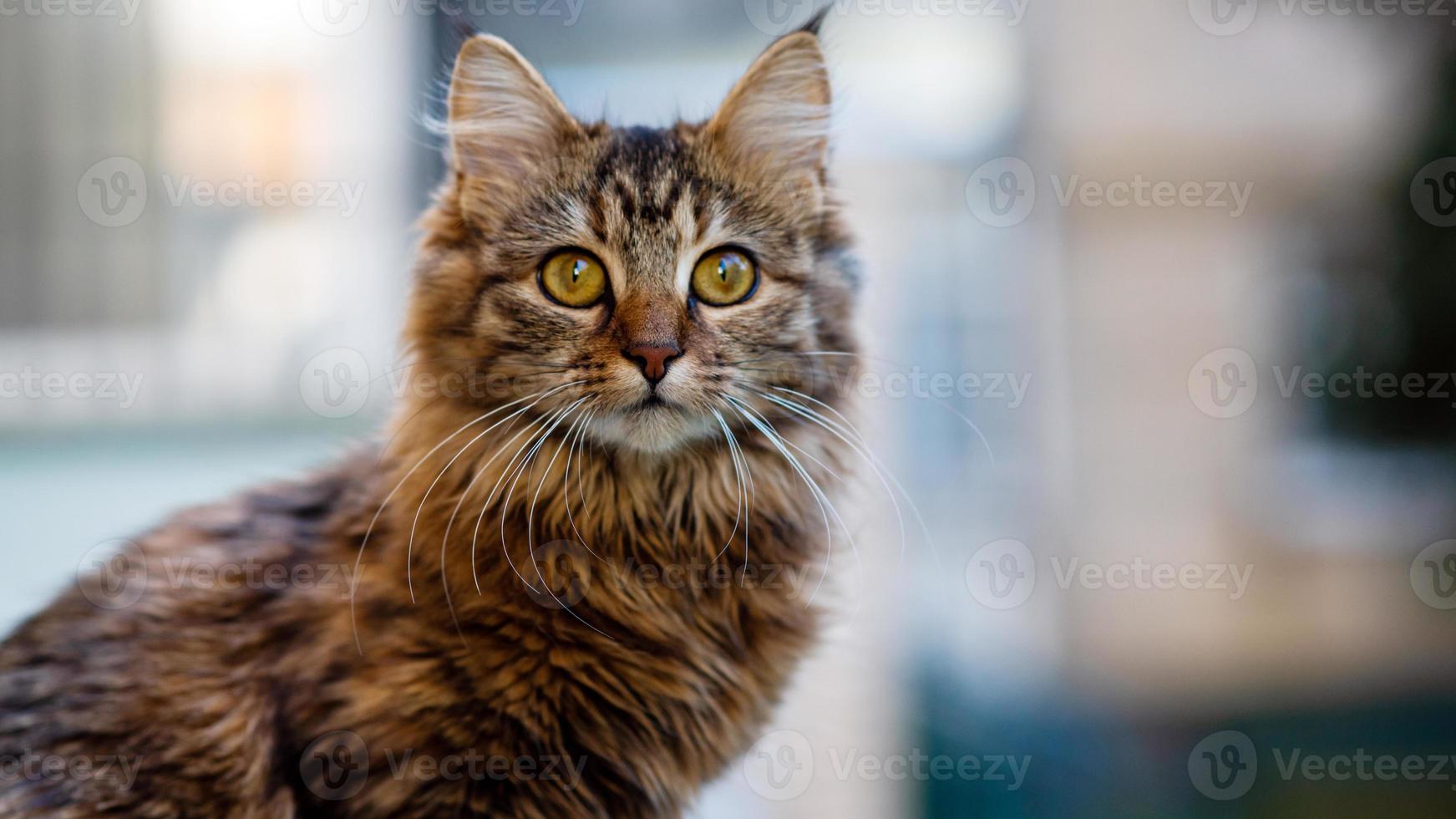 närbild porträtt av en grå randig inhemsk kattbild för veterinär kliniker, webbplatser handla om katter, för katt mat. foto