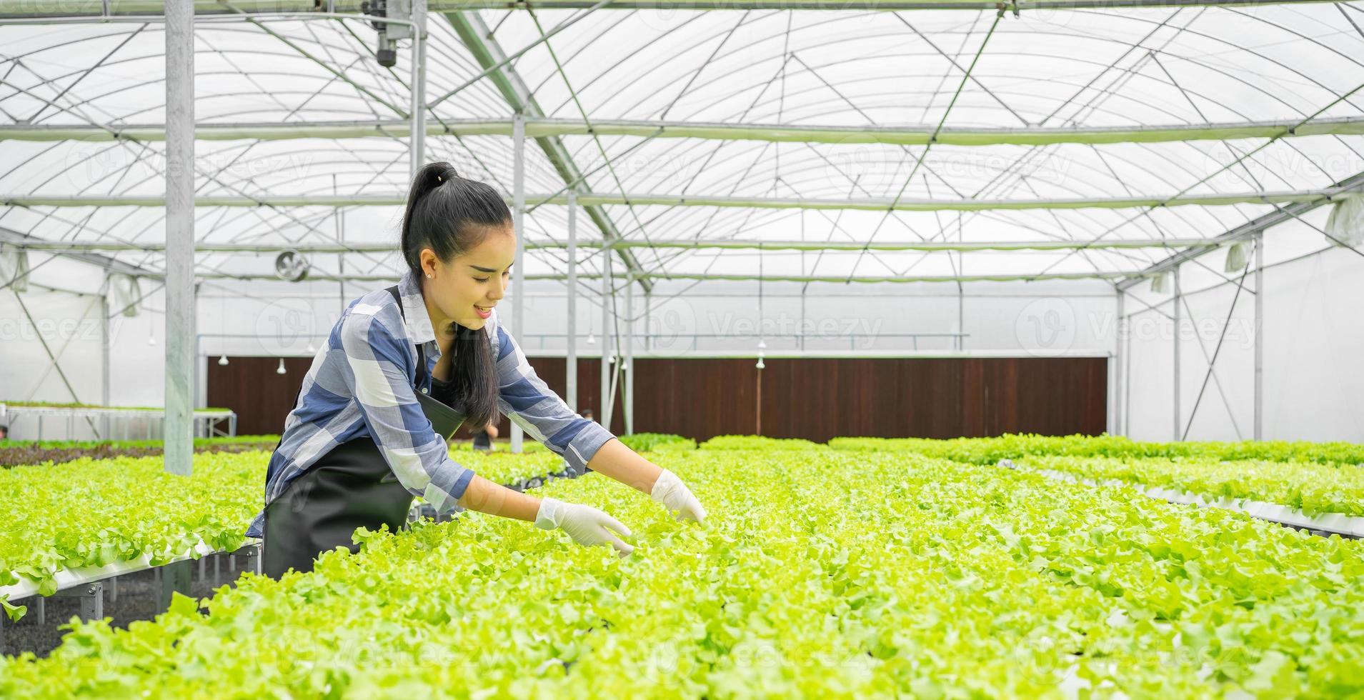 människor växande vegetabiliska i hydroponiska lantbruk bruka för färsk friska organisk mat. ung kvinna asiatisk kvinna Lycklig växt och skörda grön sallad i växthus. vatten kontrollera sallad plantage. foto