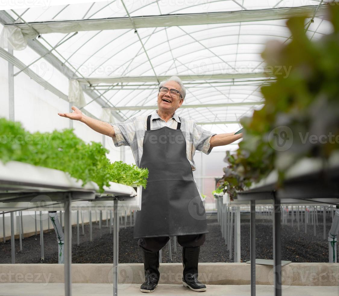 lantbruk jordbrukare framgångsrikt växter organisk sallad vegetabiliska i växthus. Lycklig senior trädgårdsmästare växande hydroponiska bruka med stolthet. asiatisk äldre man så stolt av Framgång hortikultur plantage foto