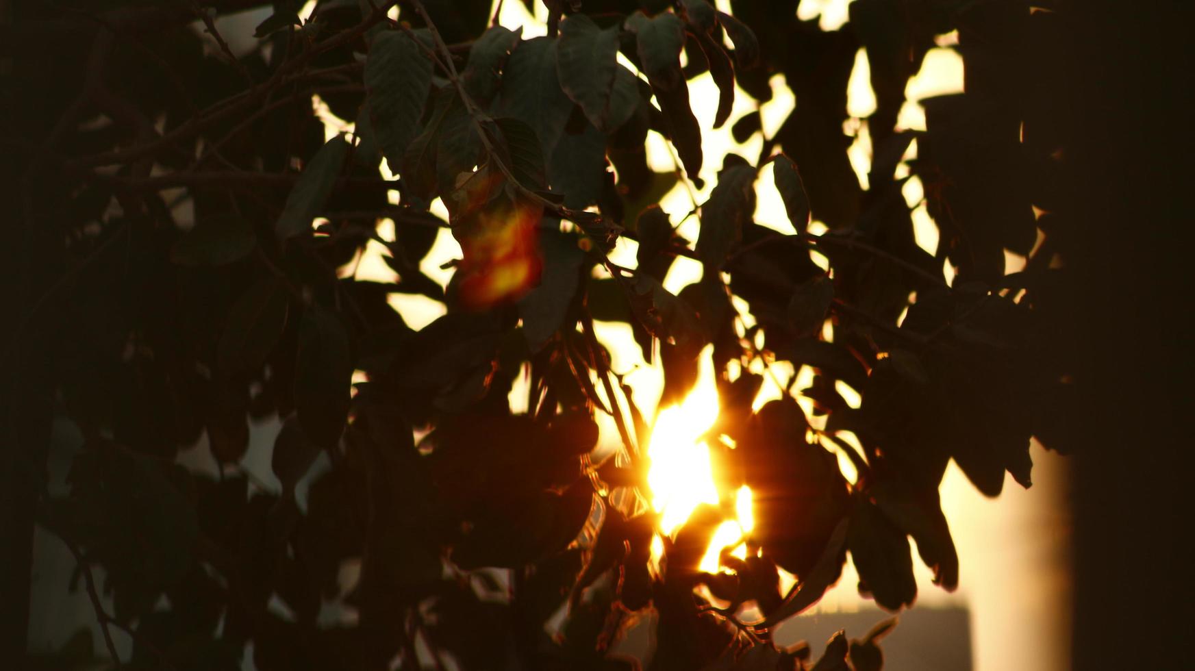 Sol lysande genom träd löv i utomhus- trädgård i karachi pakistan 2022 foto