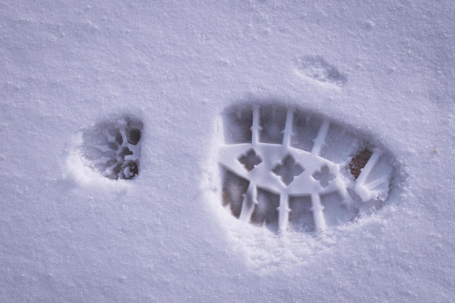 känga skriva ut i snö foto