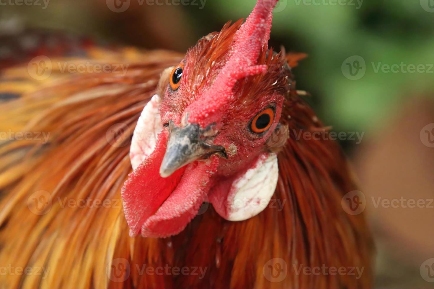 röd djungel fjäderfä kyckling ser in i de kamera foto