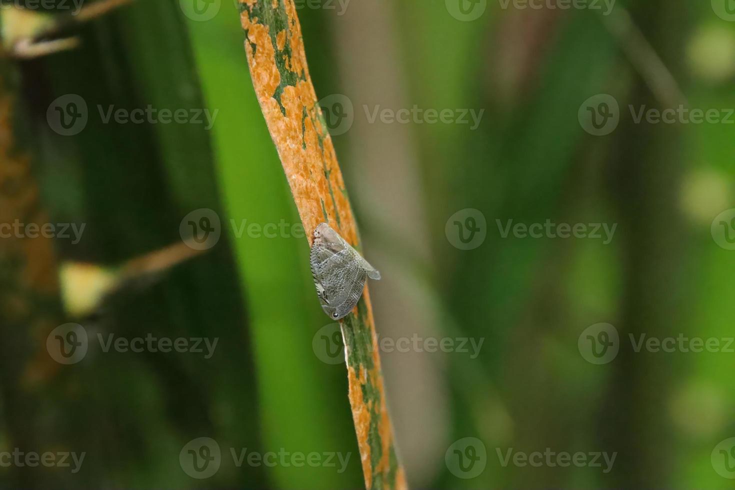 grå växt ficka på en blad foto