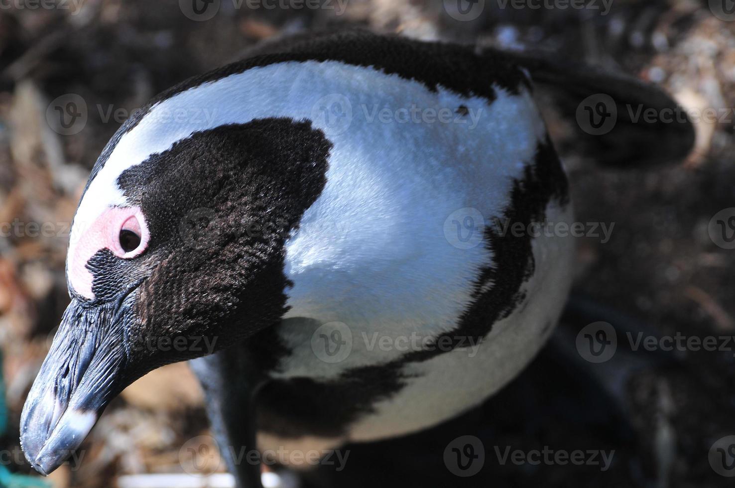 pingvin - stenblock strand - söder afrika foto