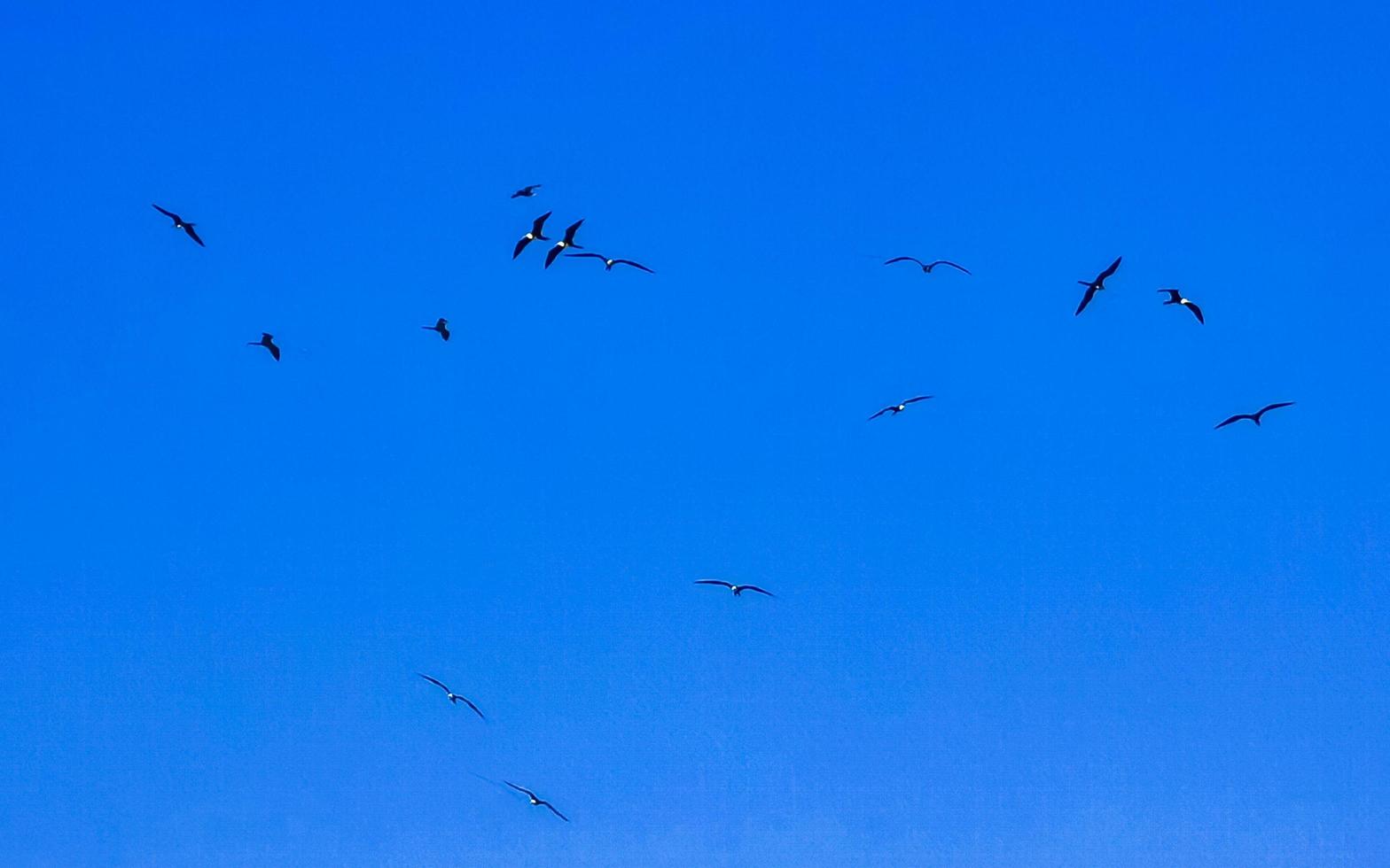 fregat fåglar flock flyga blå himmel bakgrund puerto escondido Mexiko. foto