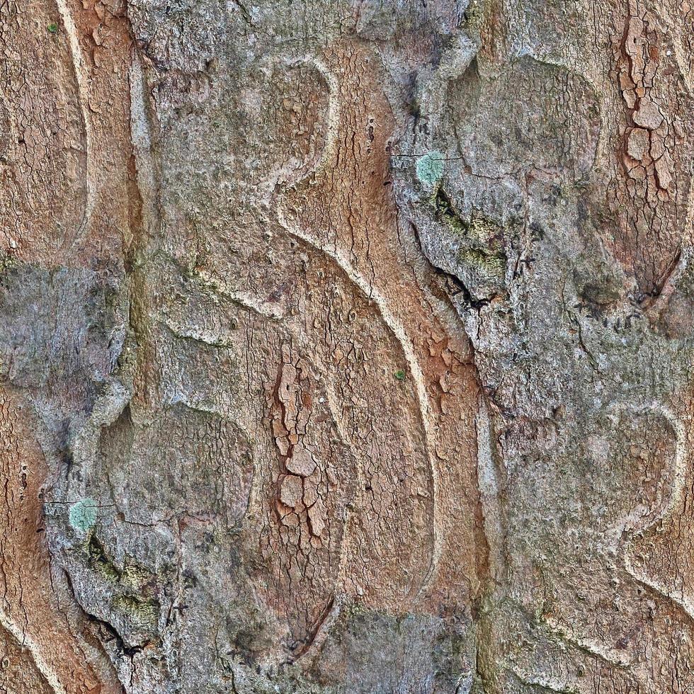 hög upplösning Foto realistisk sömlös textur mönster av träd bark