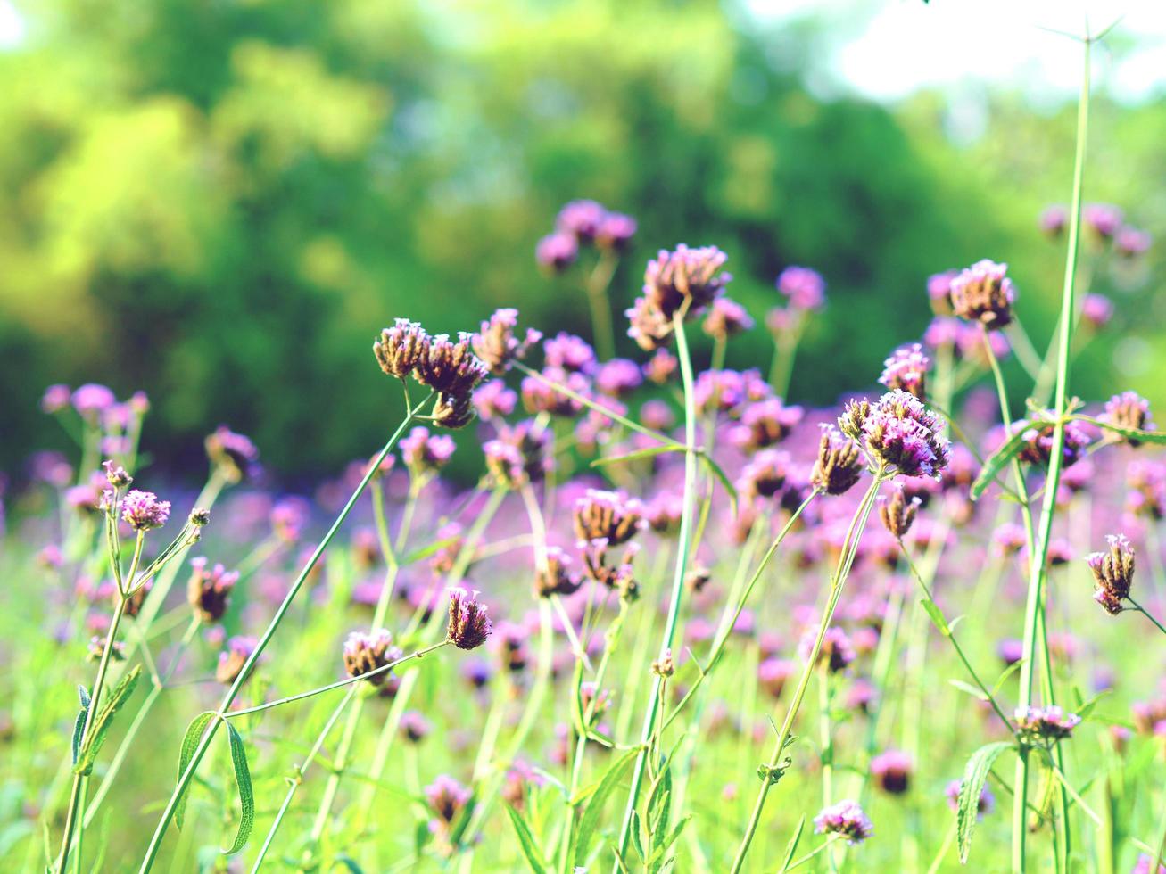 närbild lila blommor trädgård och de grön gräs skön blommig i de växt av naturlig årgång tona färgrik foto