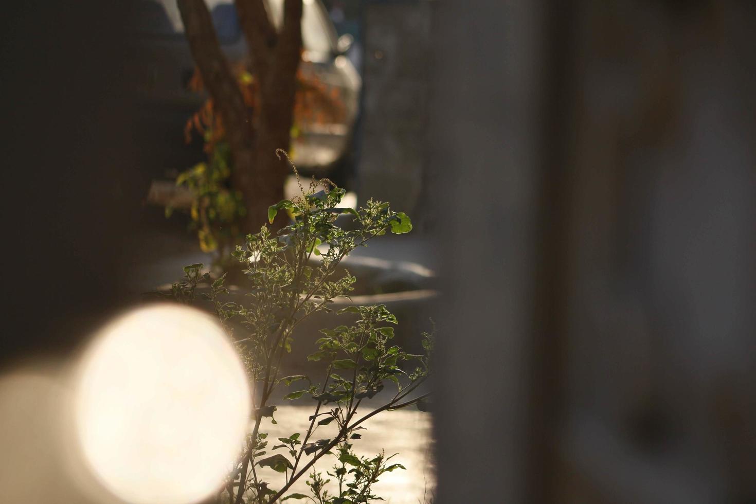 solstrålar genomgång växter i utomhus- trädgårdar i karachi pakistan 2022 foto