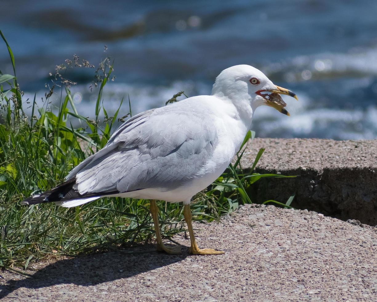 fiskmås äter på en sten nära vatten foto