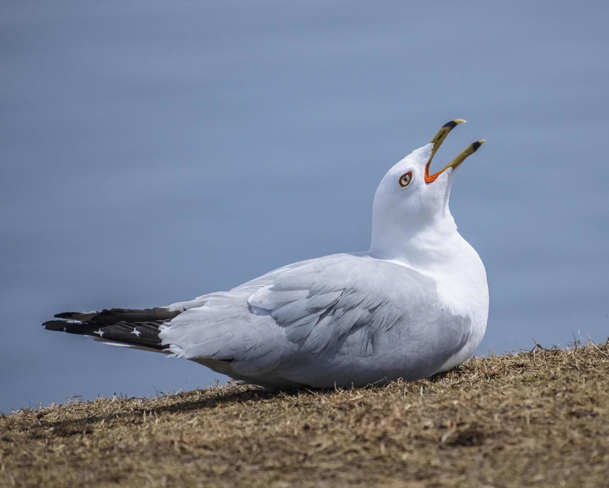 fiskmås Sammanträde med mun öppen stirrande upp till de himmel foto