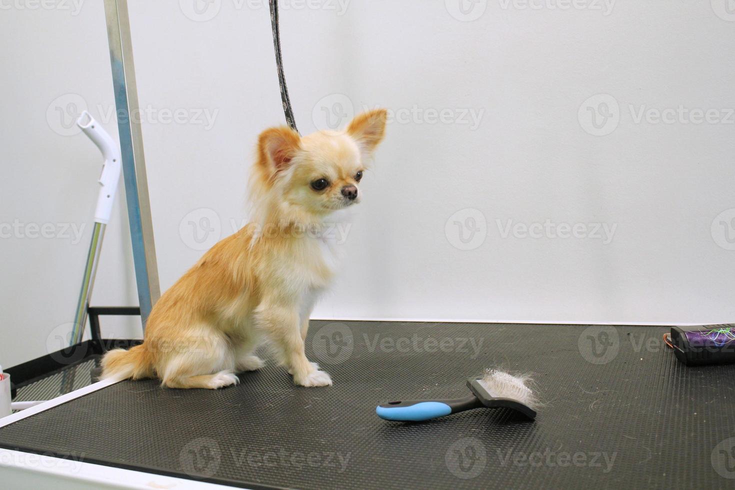 rolig chihuahua hund med säkerhet bälte stående på hund grooming tabell i salong. sällskapsdjur vård, friskvård, spa, hygien, skönhet av djur begrepp. närbild foto