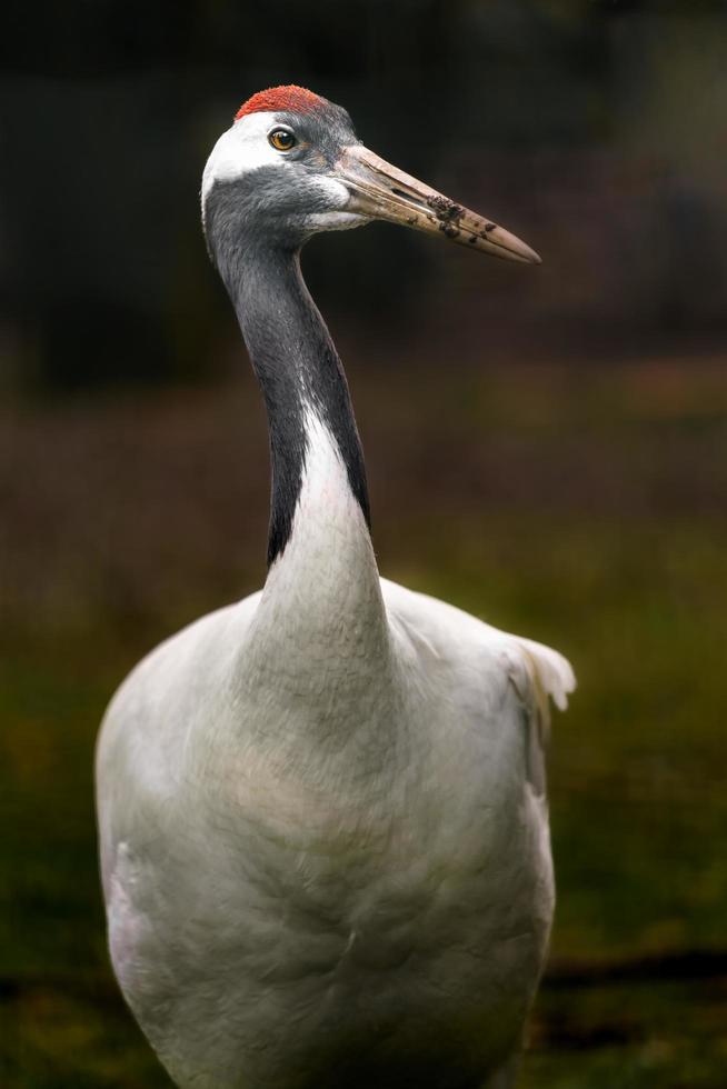 röd krönad kran foto