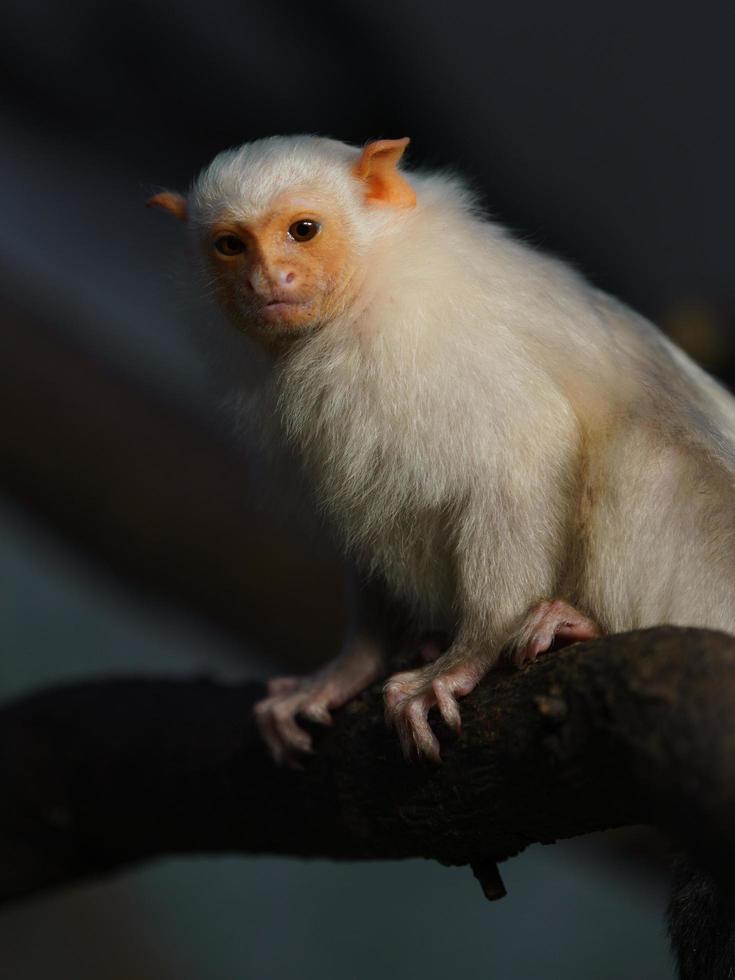 silverren marmoset på gren foto