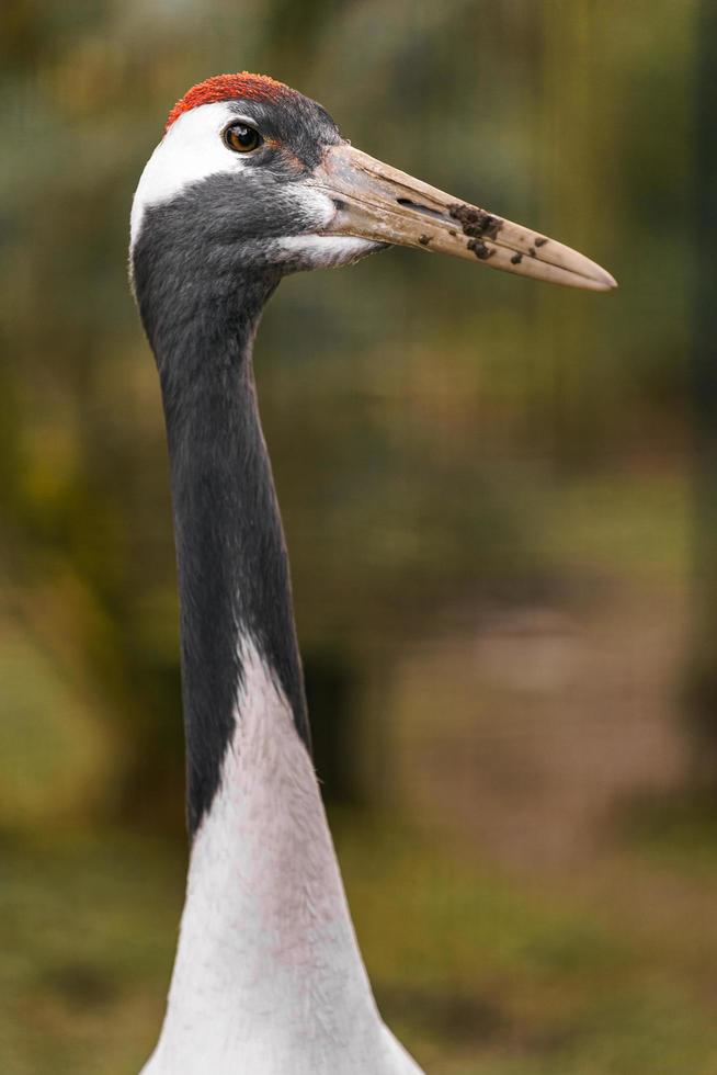 röd krönad kran foto