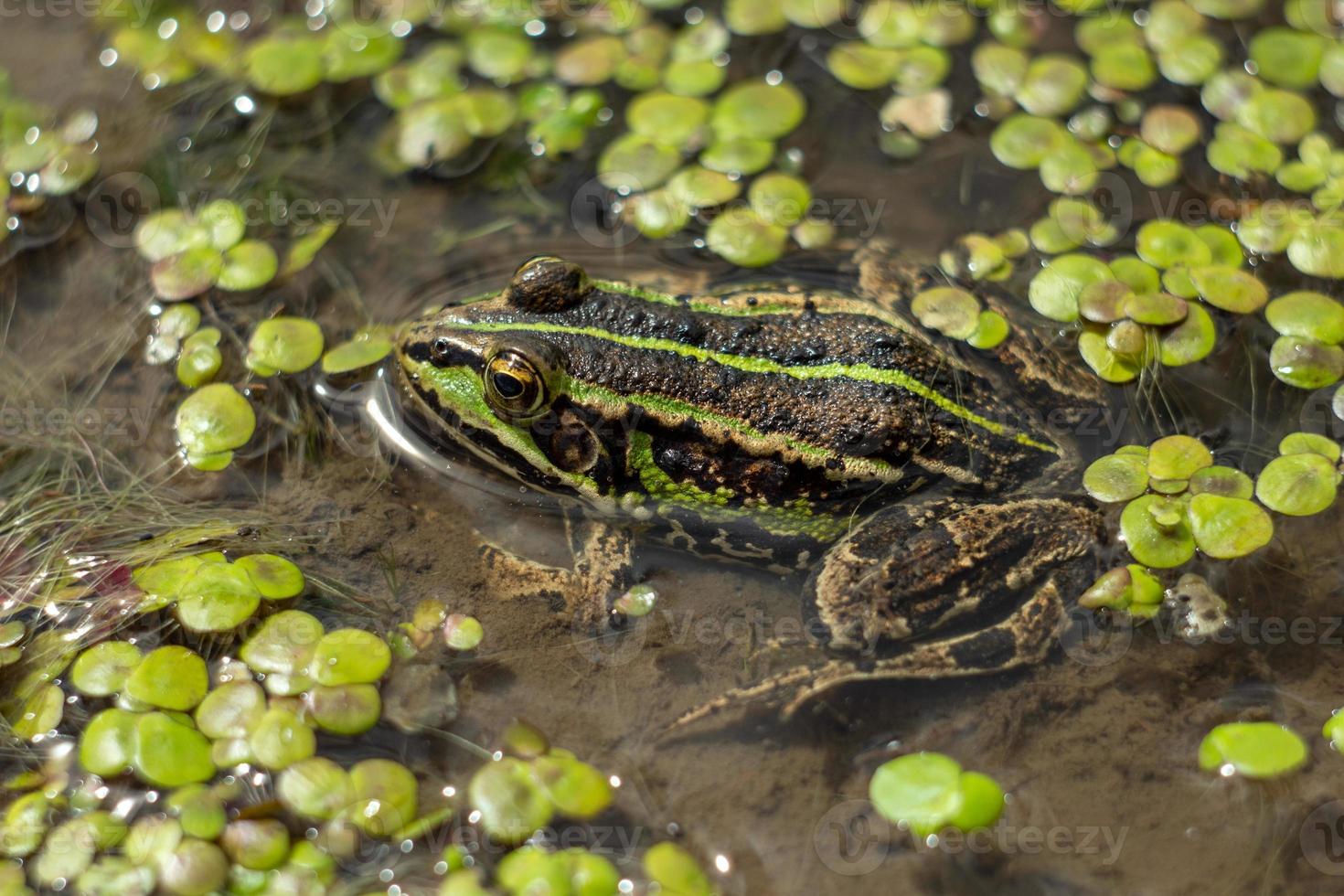 amfibie i vatten med andmat. grön groda i de damm. makro Foto. foto