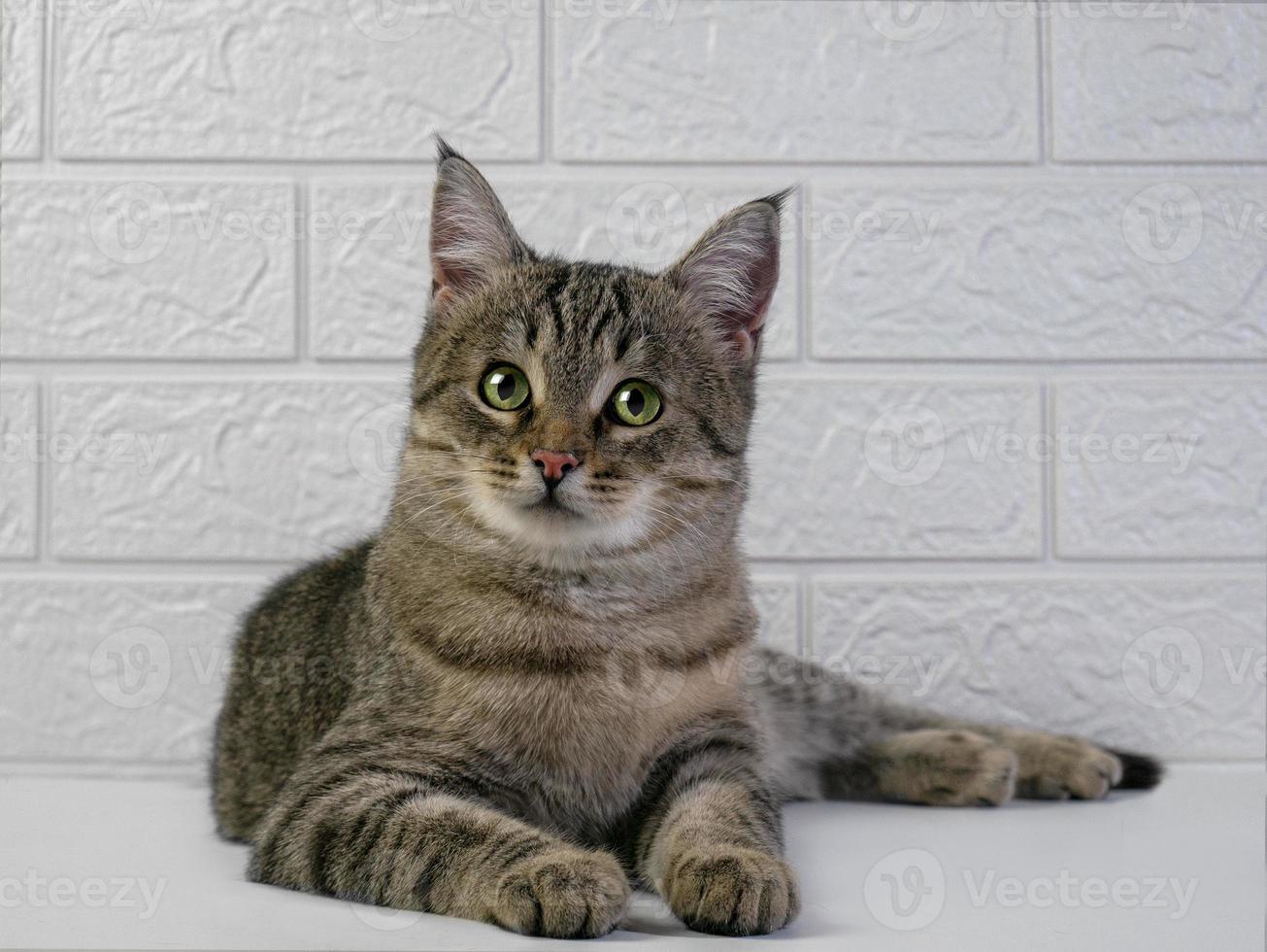 rolig katt med grön ögon utseende på de kamera i överraskning. porträtt av en katt på en vit bakgrund foto