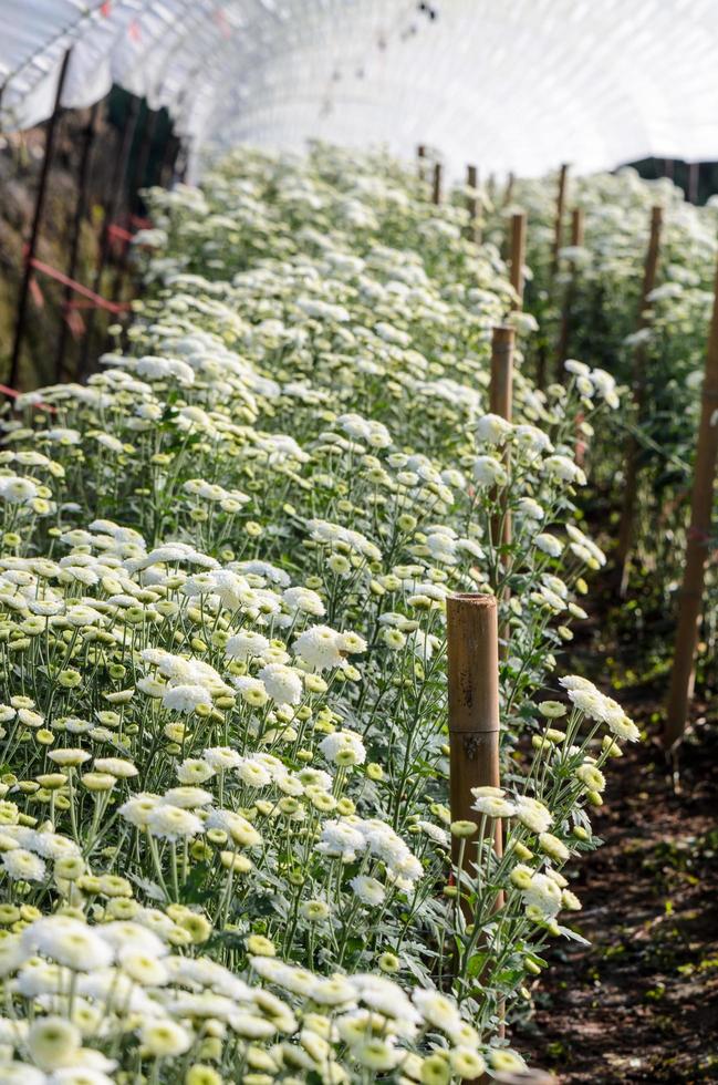 vit krysantemum morifolium blommor gårdar foto