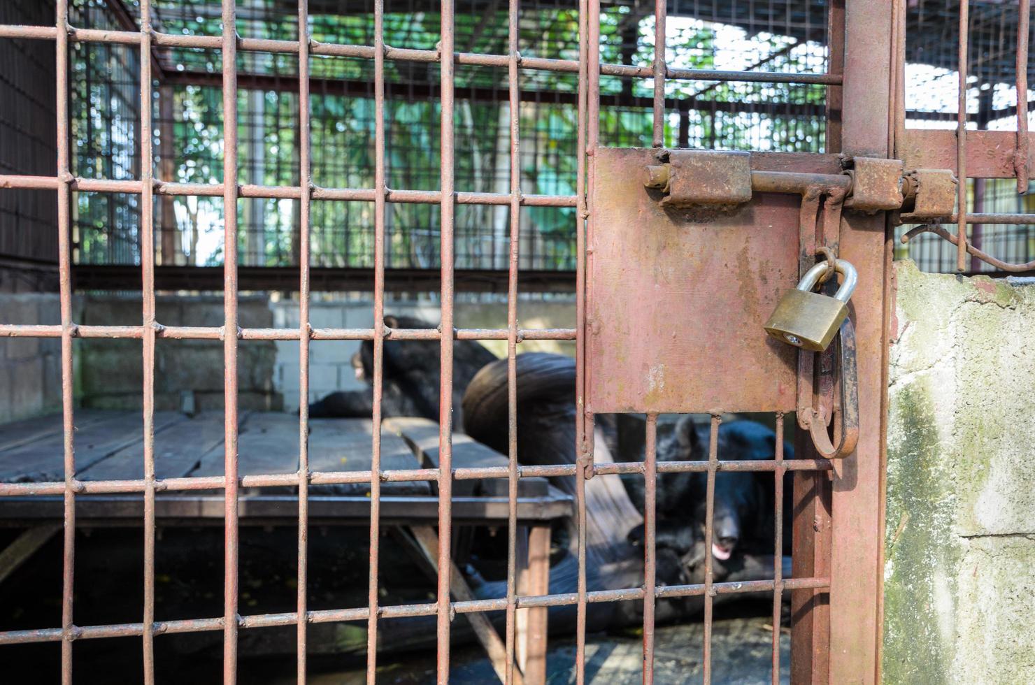 järn bur Begagnade kvarsittning asiatic svart Björn foto