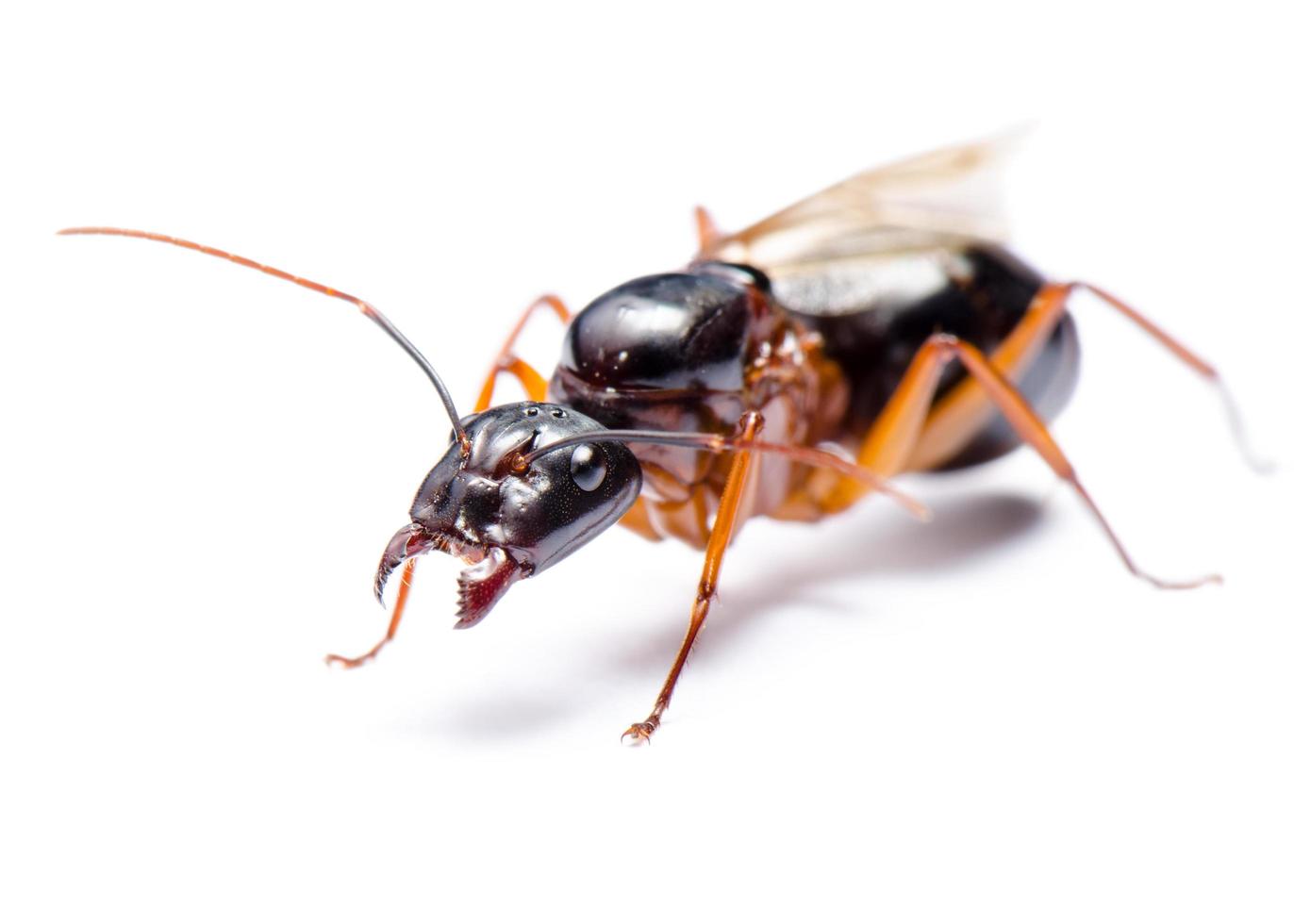 svart snickare myra, camponotus pennsylvanicus foto