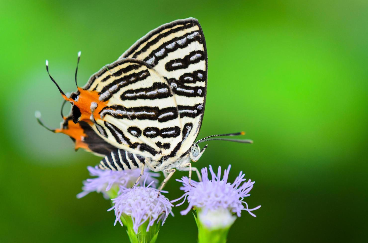 klubb silverline eller spindasis syama terana, vit fjäril äter nektar på de blommor foto