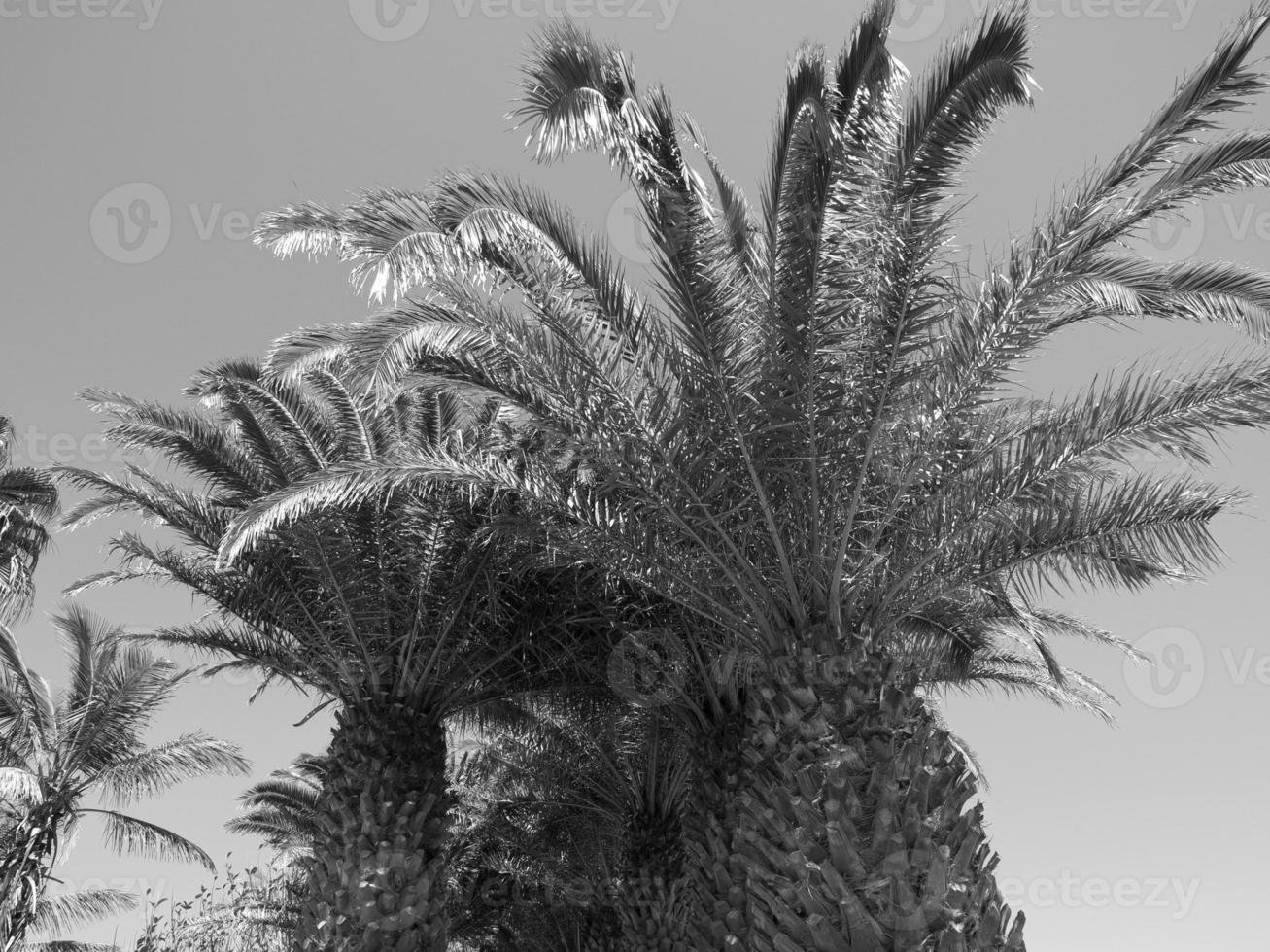 lanzarote ön i spanien foto