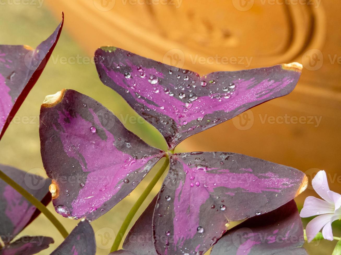 lila vitklöver, kärlek växt, oxalis triangularis a. st.-hil., oxalidaceae foto