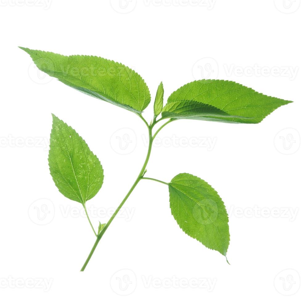 gröna blad på vit bakgrund. foto