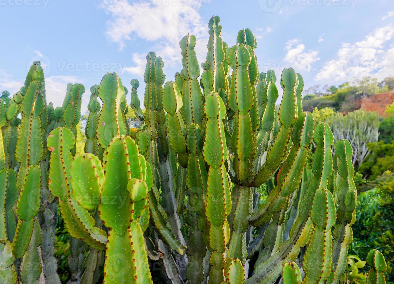 kaktus av söder afrika foto