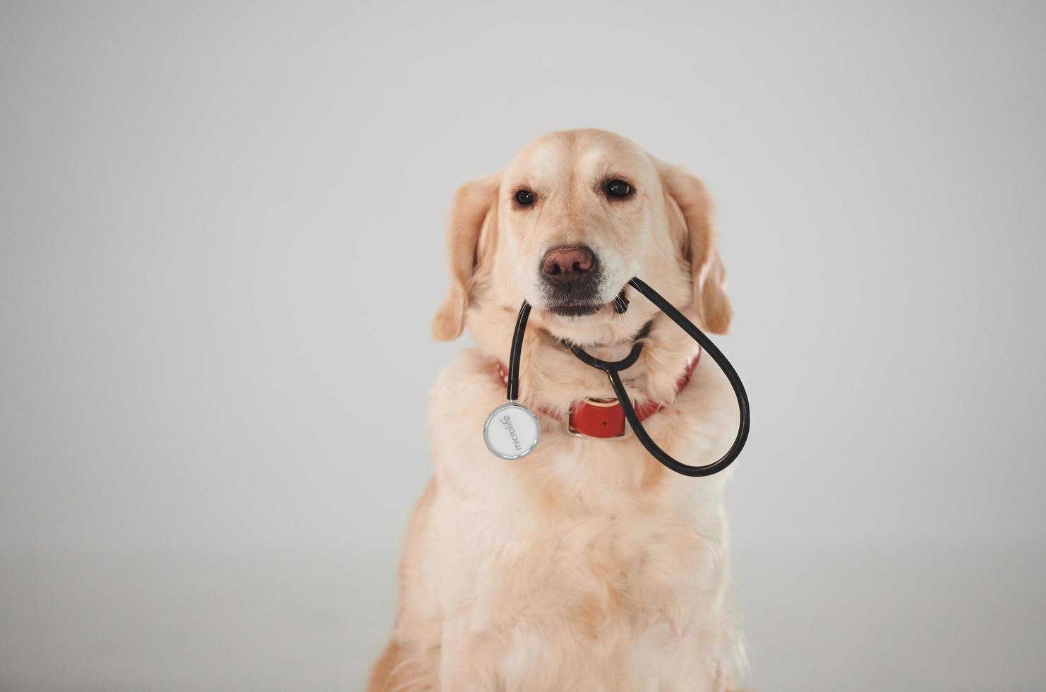 innehar medicinsk stetoskop i mun. gyllene retriever är i de studio mot vit bakgrund foto