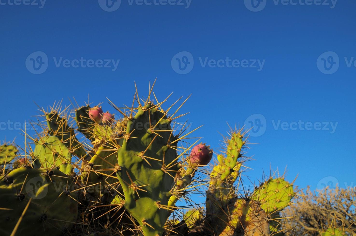 grönt kaktusblad för prickly pear foto