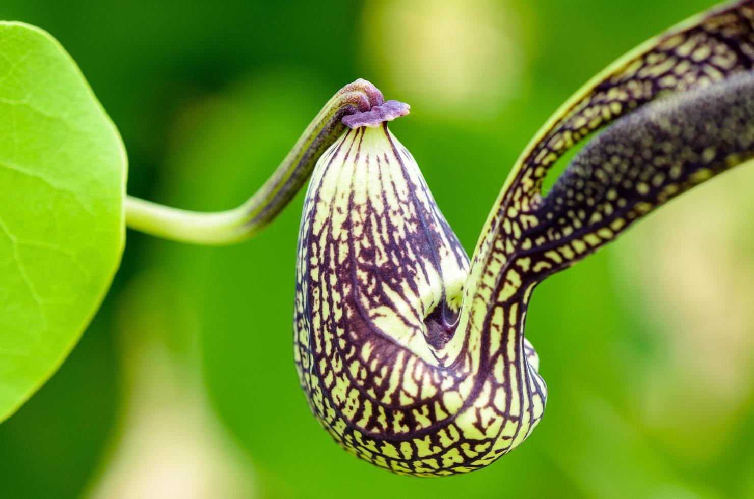 exotisk blomma formad tycka om en kyckling foto