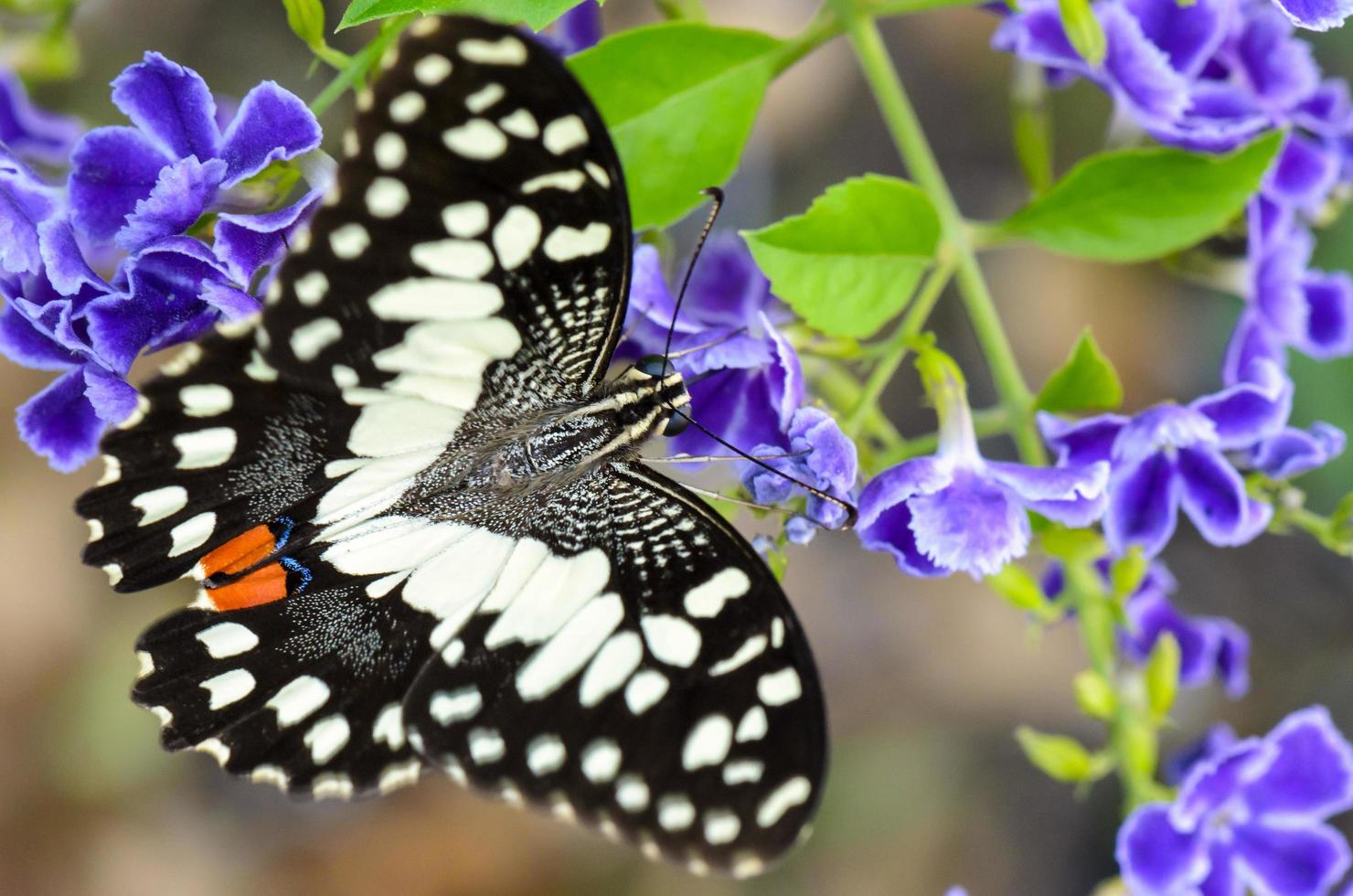 papilio demoleus svart och vit fläckar fjäril foto