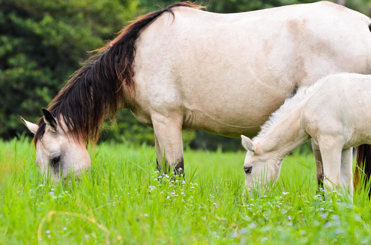 svart vit häst sto och föl i gräs foto