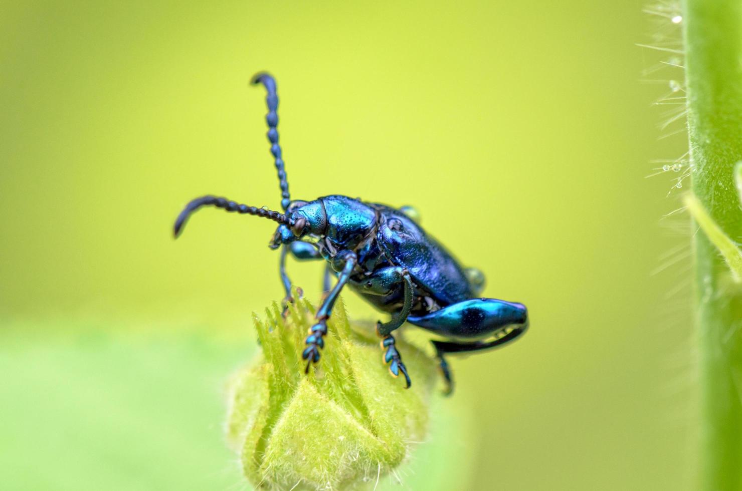 chrysolina coerulans skalbagge foto