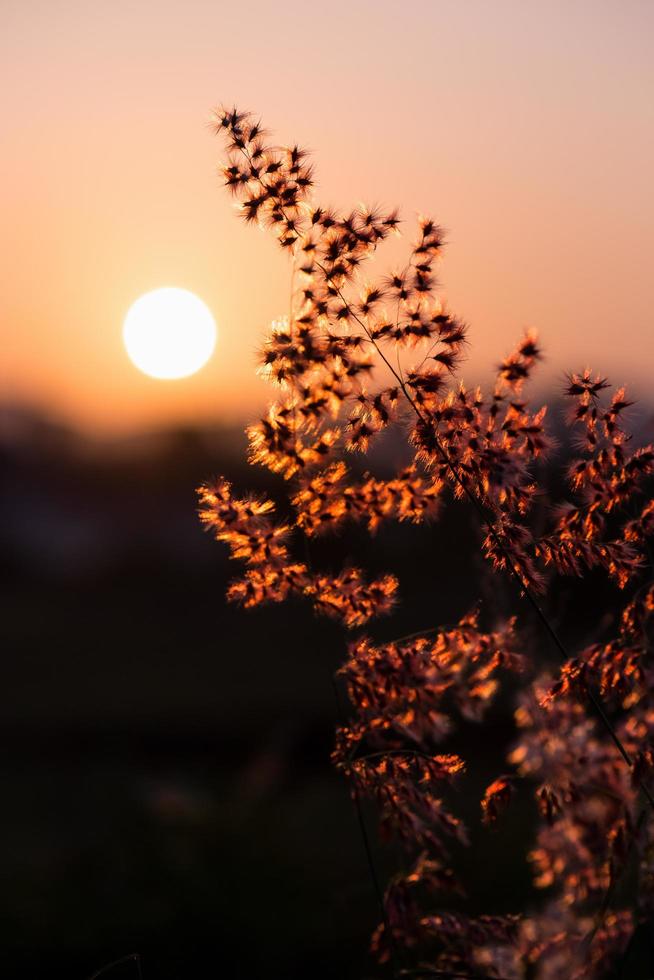 Sol på solnedgång i fält blomma gräs foto