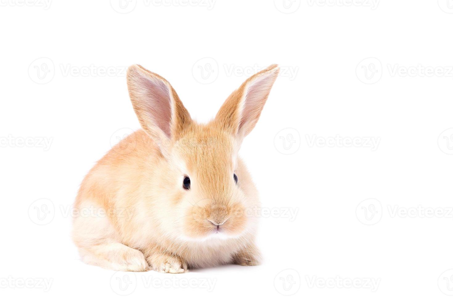 huvud av en ingefära kanin på en vit bakgrund. dekorativ hare. påsk begrepp. foto