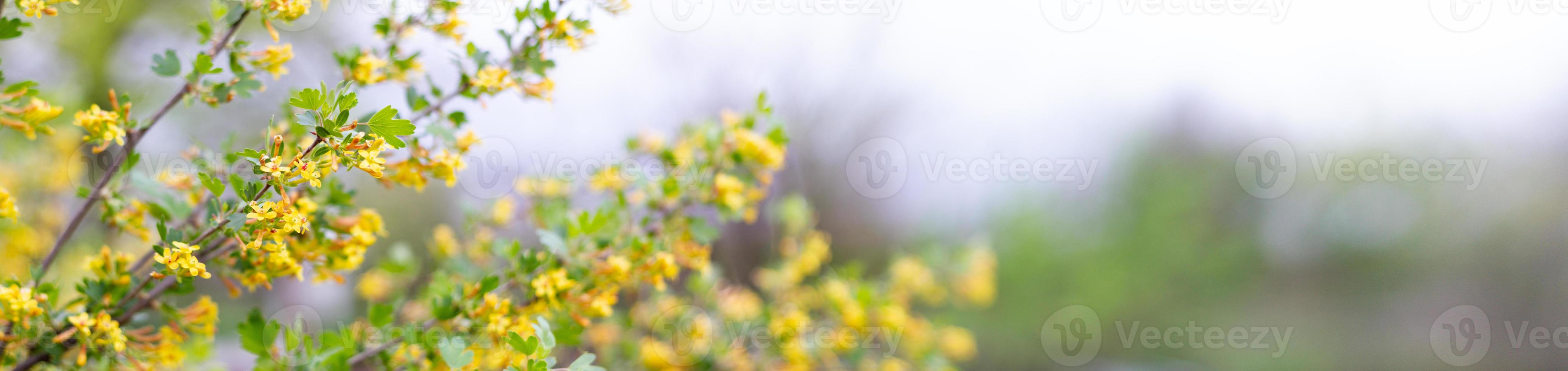 blommande buskar i springtime panorama- se. plats under din unik text. foto