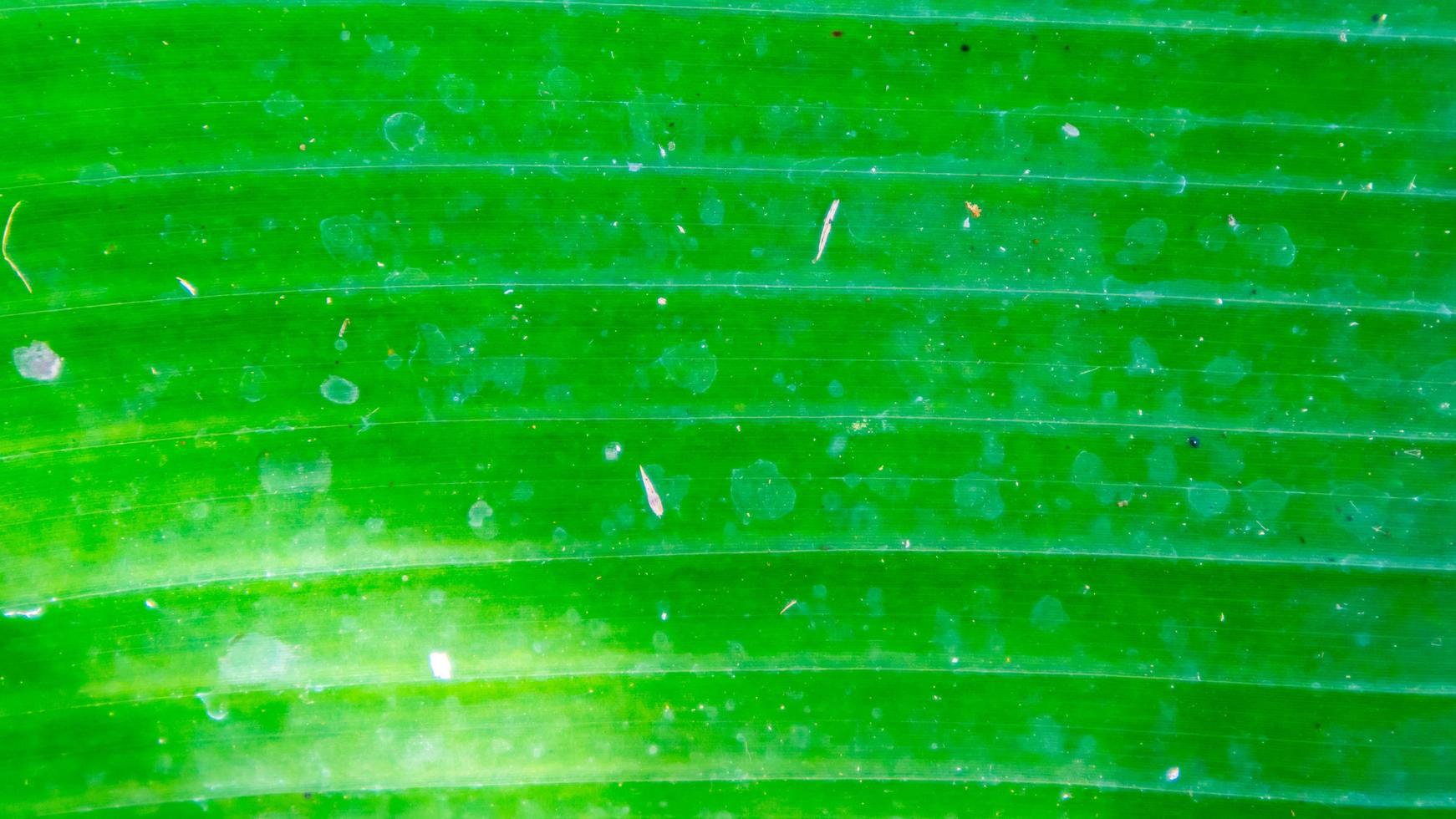 banan blad textur som en bakgrund foto