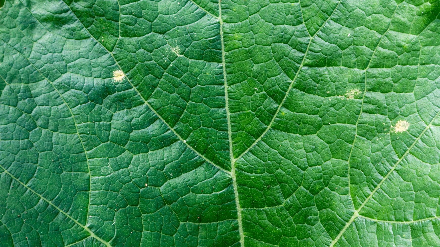 grön löv textur som bakgrund foto
