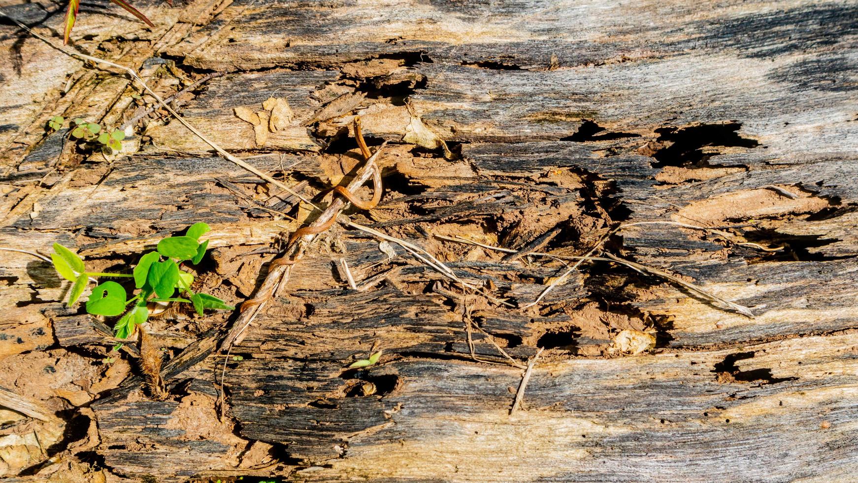 gammal trä textur som en bakgrund foto