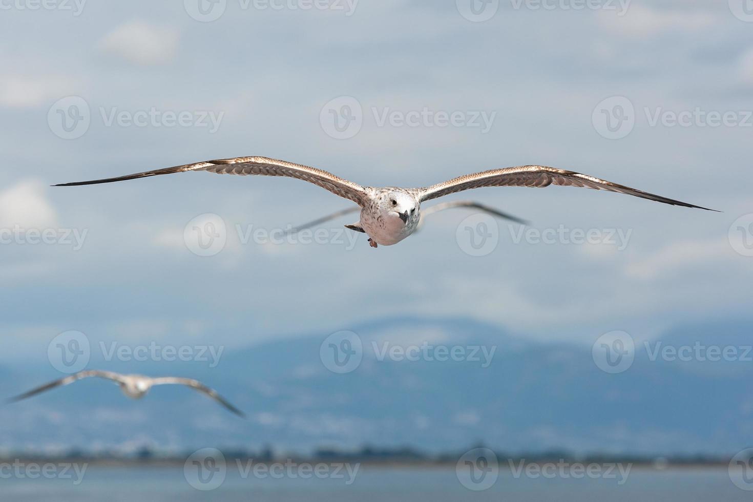 gul legged mås i flyg foto