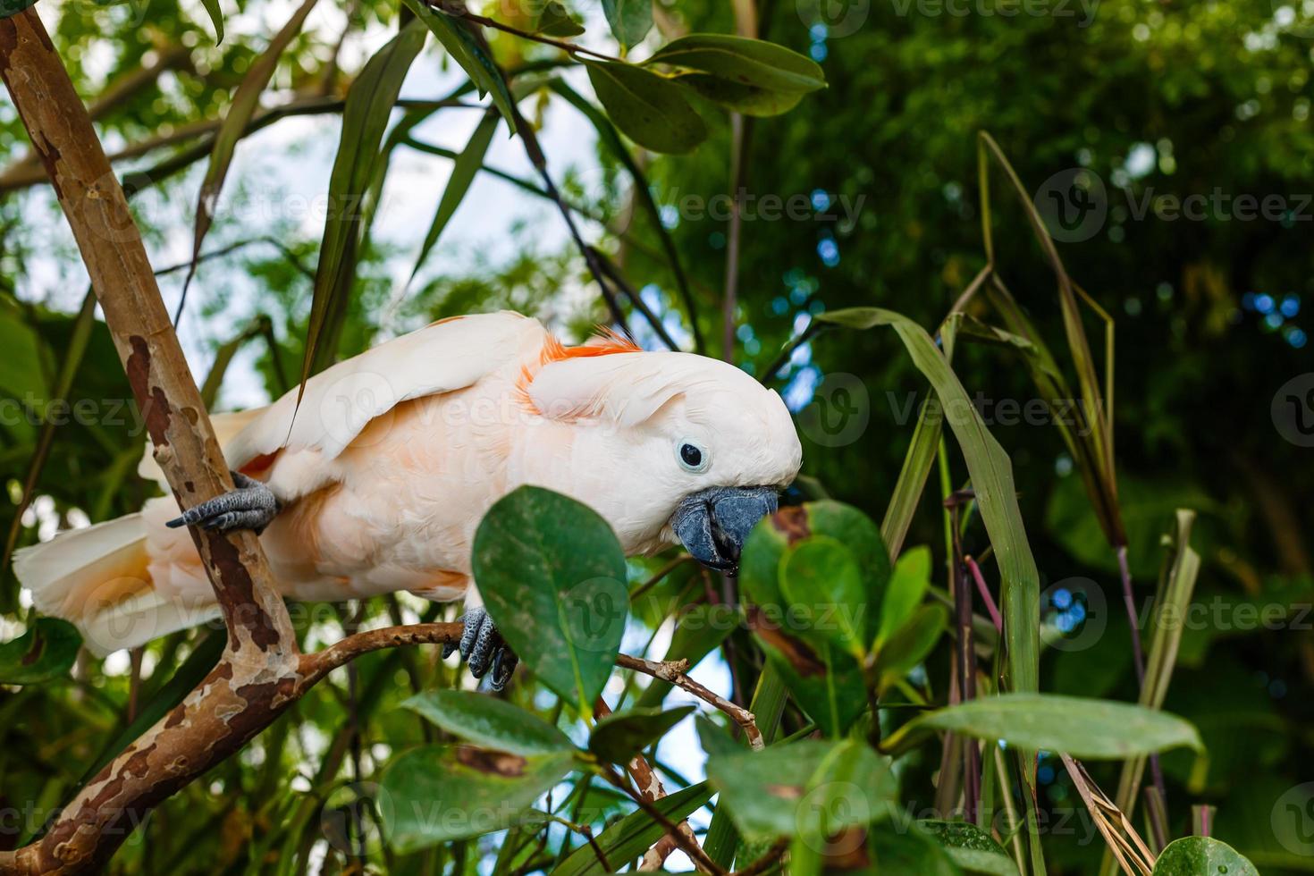 paraply kakadua Cacatua alba på en död- träd gren foto